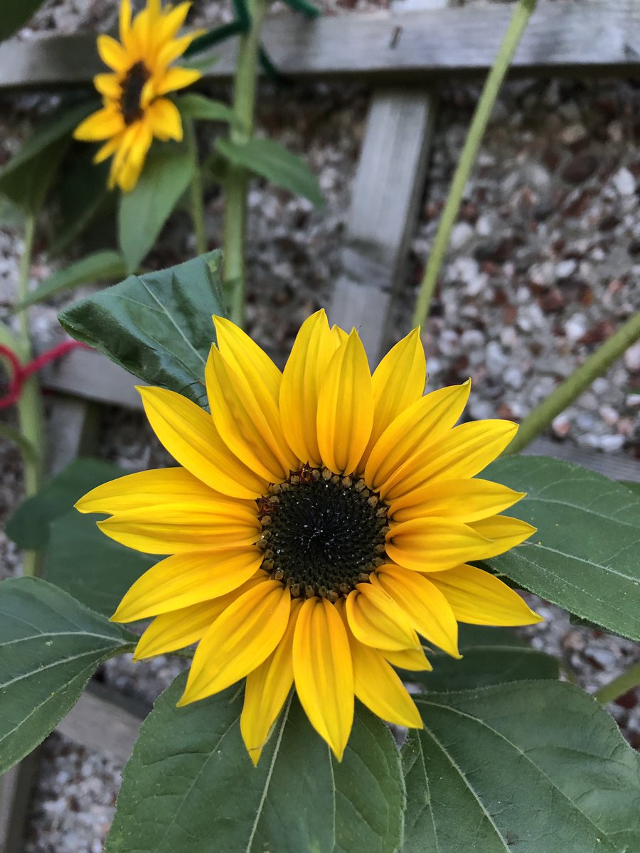 katie_mutton's tweet photo. A little bit in love with my sunflowers this year, first thing I’ve ever grown from seed! #Chuffed #SoPretty #IGrewThem https://t.co/wU3FX9f1KD