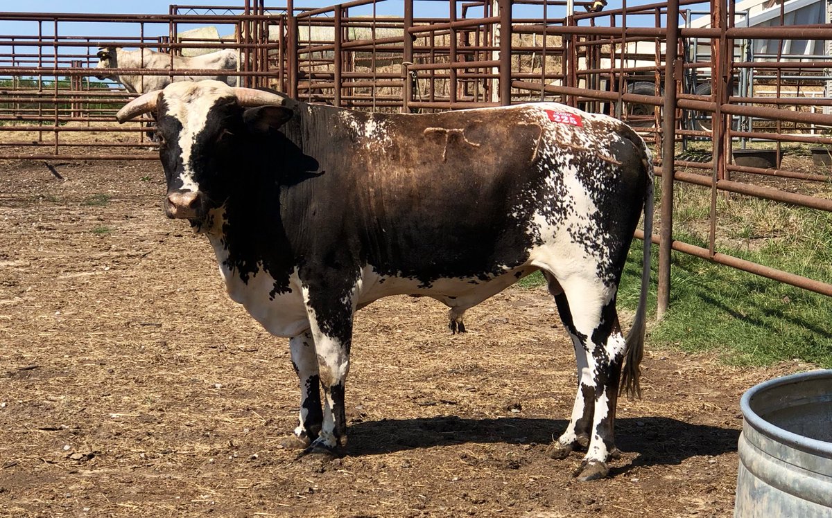 katiepersch's tweet photo. I’m forever grateful for this one.
Who would have thought a little roan bull, would be making my dreams come true💙 #Tc744 #ShiftinGears #McCoyRanches https://t.co/8rrtz5IY5u