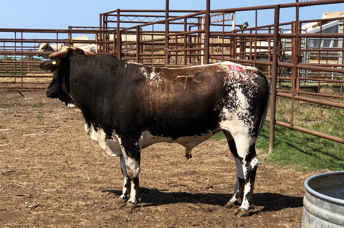 katiepersch's tweet photo. I’m forever grateful for this one.
Who would have thought a little roan bull, would be making my dreams come true💙 #Tc744 #ShiftinGears #McCoyRanches https://t.co/8rrtz5IY5u