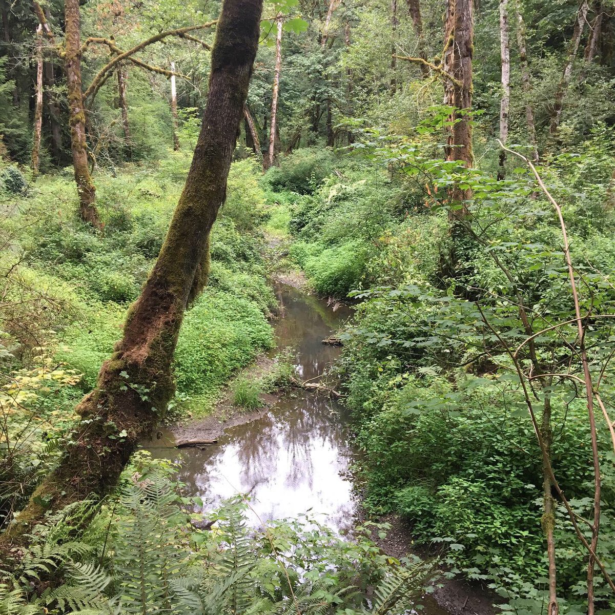 nehalemgraves's tweet photo. Forgot to share the pictures we took on our hike on Saturday. Tryon Creek Natural Area, just a few miles from our place. #Oregon #tryoncreek #pnw #hiking #nature https://t.co/5ZnnWj7omi