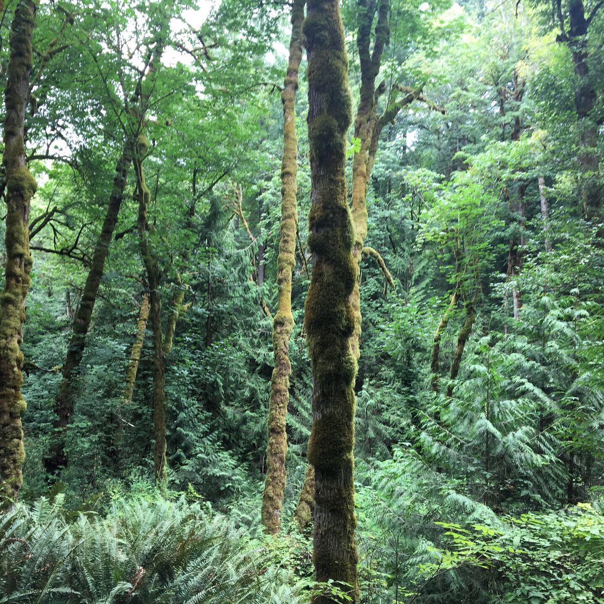nehalemgraves's tweet photo. Forgot to share the pictures we took on our hike on Saturday. Tryon Creek Natural Area, just a few miles from our place. #Oregon #tryoncreek #pnw #hiking #nature https://t.co/5ZnnWj7omi
