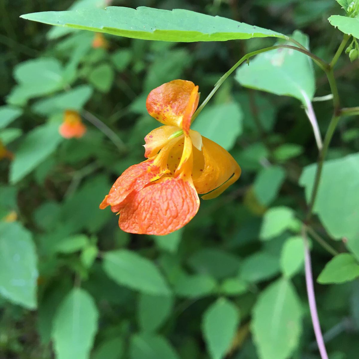 nehalemgraves's tweet photo. Forgot to share the pictures we took on our hike on Saturday. Tryon Creek Natural Area, just a few miles from our place. #Oregon #tryoncreek #pnw #hiking #nature https://t.co/5ZnnWj7omi