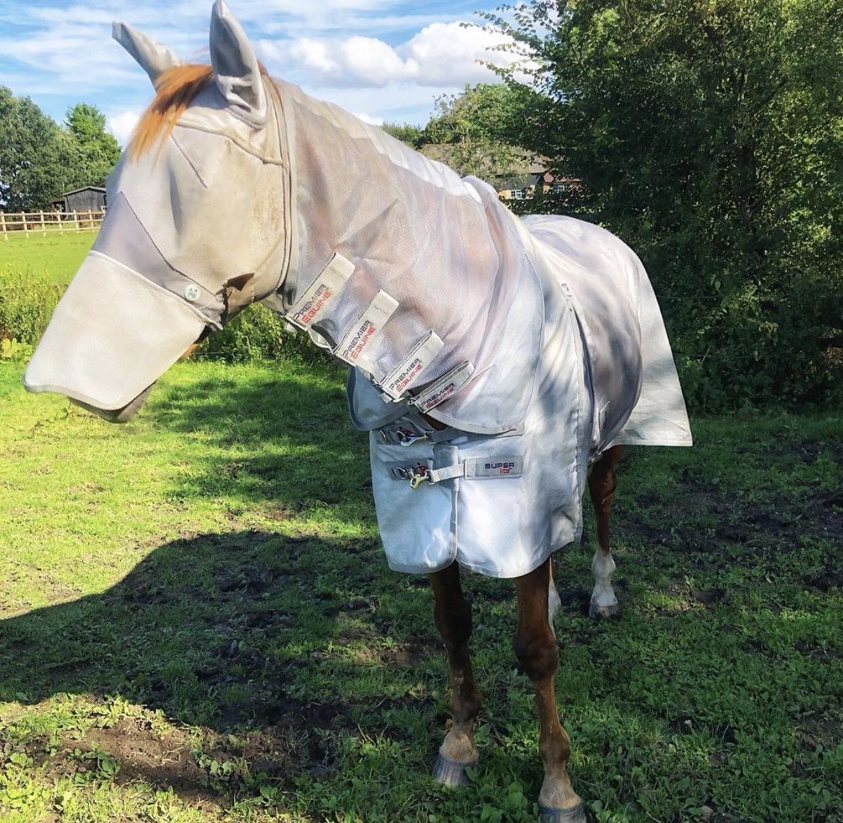 premierequine1's tweet photo. Flies? What flies? ๐ฆโ
Great picture from customer Andrea of her horse in the Super Lite Fly Rug with Surcingles now 35% off ๐ ๐ https://t.co/KinpAGjPsB
Have you still got lots of flies where you are?
#horseflies #horsefly #flyrug #horses #horseriding #flyprotection https://t.co/dzrwtDOsrT