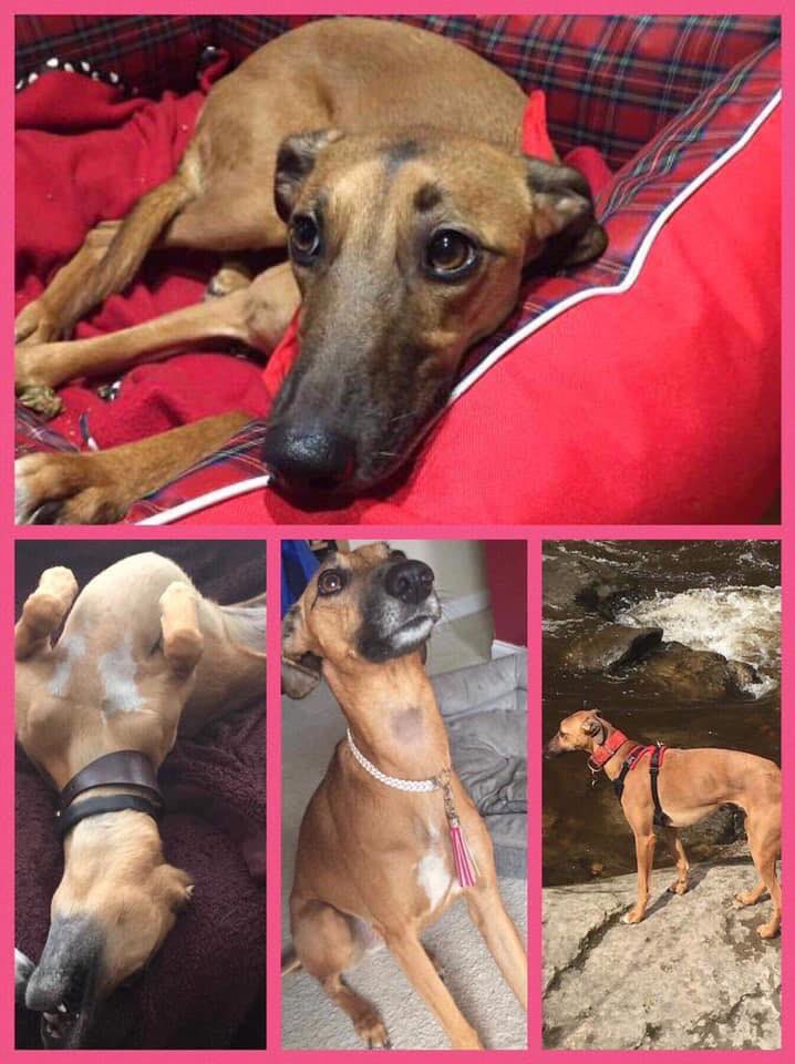 BlueFrenchie1's tweet photo. Female Ruby From Buckinghamshire Missing since 5/5/18😞Loved n Mssed💔Facebook Page-Help find Ruby💕💕HAVE YOU SEEN RUBY PLEASE?🙏#HelpfindRuby @colliealert @BlueFrenchie1 @RachaelB100 @suedaycam @jaynecellison @thedogfinder @BrendaBlethyn @juliagarland73  @bunnylondon39 https://t.co/zMOMe7J509