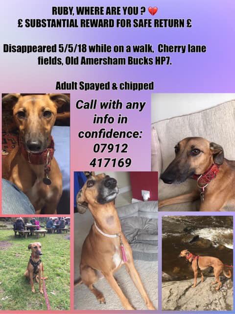 BlueFrenchie1's tweet photo. Female Ruby From Buckinghamshire Missing since 5/5/18😞Loved n Mssed💔Facebook Page-Help find Ruby💕💕HAVE YOU SEEN RUBY PLEASE?🙏#HelpfindRuby @colliealert @BlueFrenchie1 @RachaelB100 @suedaycam @jaynecellison @thedogfinder @BrendaBlethyn @juliagarland73  @bunnylondon39 https://t.co/zMOMe7J509