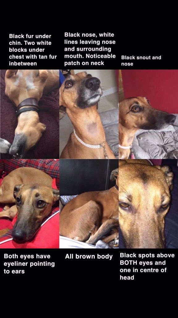 BlueFrenchie1's tweet photo. Female Ruby From Buckinghamshire Missing since 5/5/18😞Loved n Mssed💔Facebook Page-Help find Ruby💕💕HAVE YOU SEEN RUBY PLEASE?🙏#HelpfindRuby @colliealert @BlueFrenchie1 @RachaelB100 @suedaycam @jaynecellison @thedogfinder @BrendaBlethyn @juliagarland73  @bunnylondon39 https://t.co/zMOMe7J509