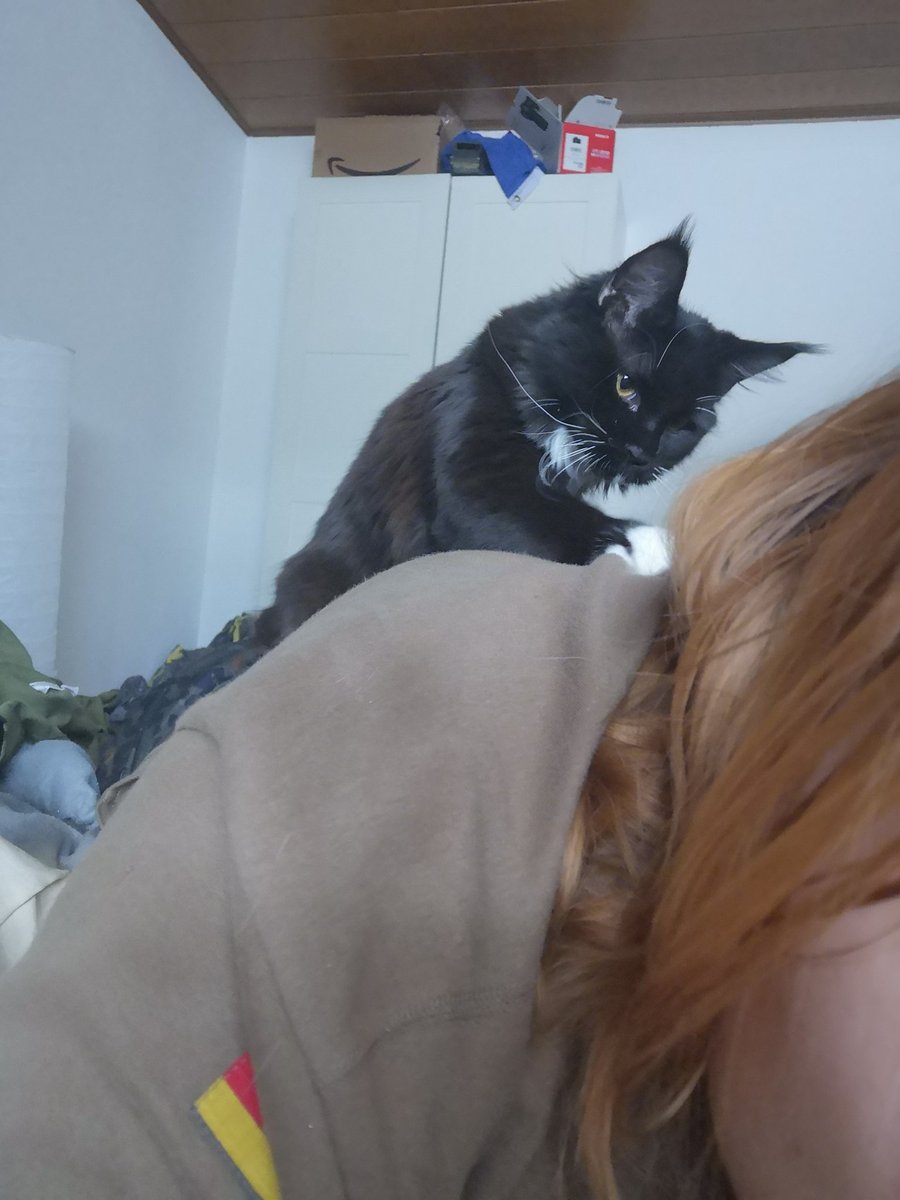 TheSarahBlack8's tweet photo. On cat sitting on me, believing she is super sneaky, the other in front of me, waiting for cuddles.
#CatsOfTwitter #MaineCoon #SiameseCross https://t.co/0a4QLQ84nD