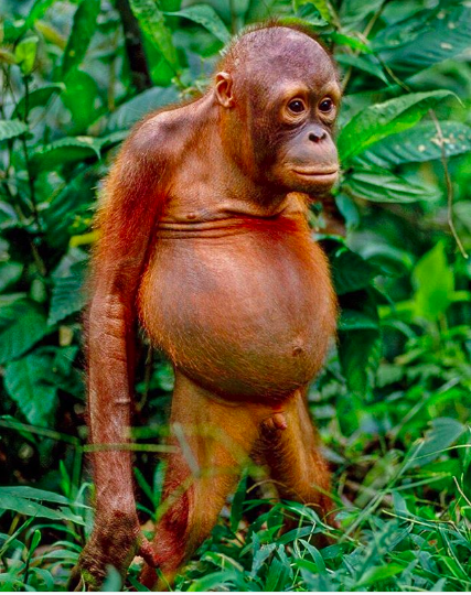 BriyaBags's tweet photo. For World Orangutan Day, a call to action! Mass deforestation and relentless wildlife pet trade have killed over 150,000 Bornean Orangutans over the past decade. Refuse to buy products made w/ palm oil. Support @bornean_OU working to save them.
*Photo by @LantingFrans
#briyabags https://t.co/rbMIktt842