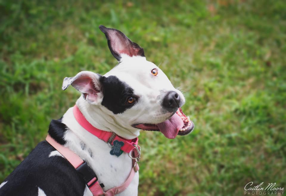 Meet all our adoptable pets, check out our adoption policies and fees, and fill out an application today to make one of our rescued animals a part of your family!🐾novapetsalive.org/adopt❤️#adoptdontshop #rescues