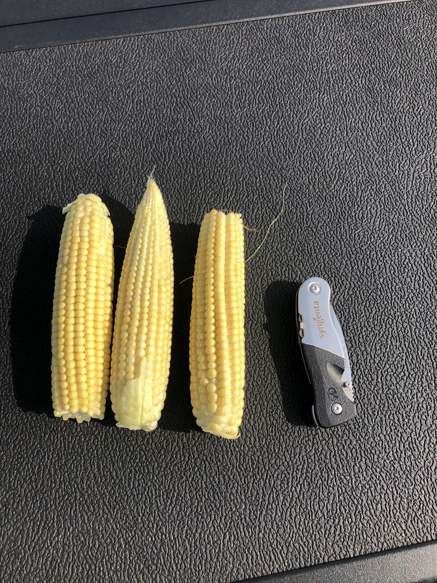 c3wits's tweet photo. Hope #pftour19 isn’t relying on @PioneerSeeds yield calculator...(despite the zippered ears) 14 around not 22. https://t.co/VbTrAoU2FI