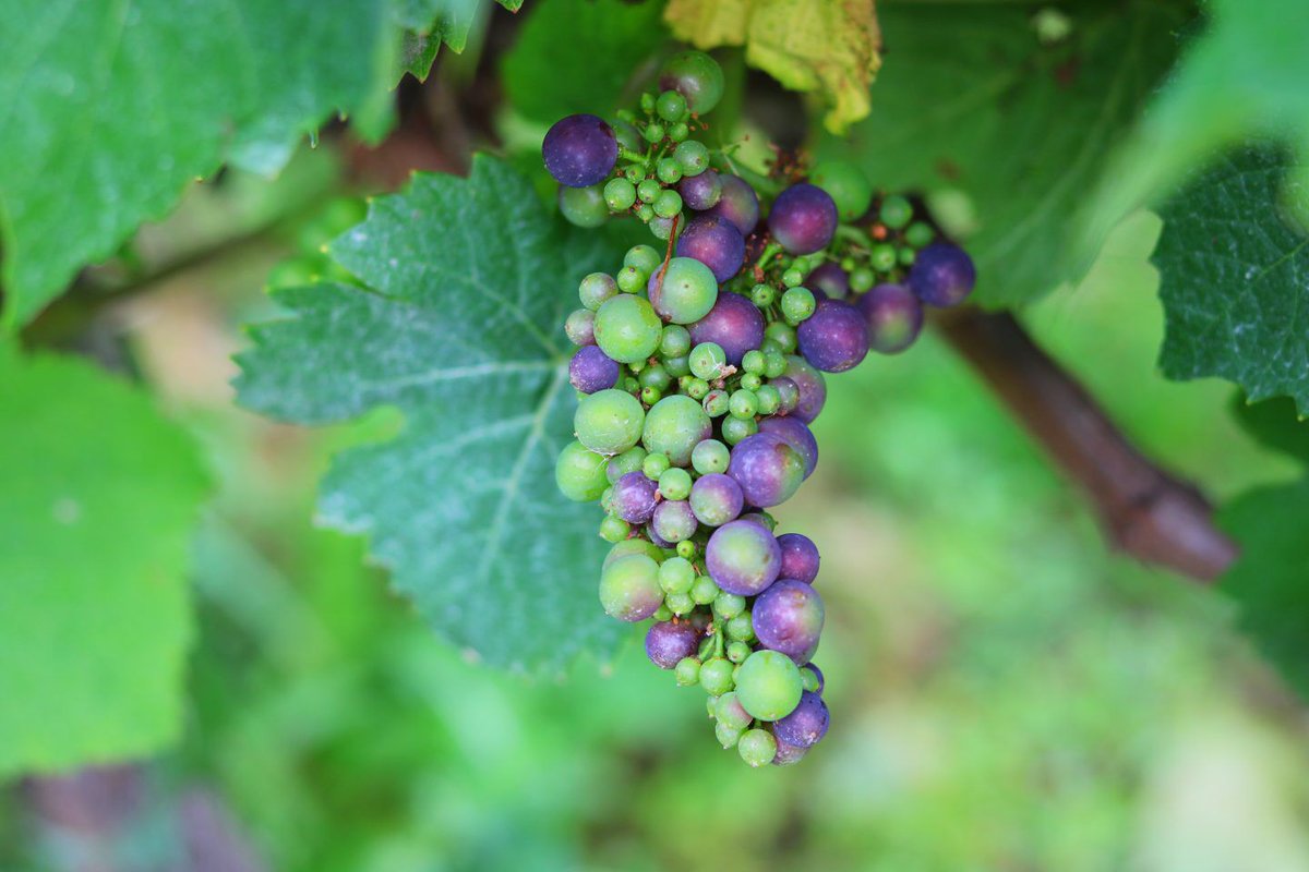 binnyshahpatel's tweet photo. A Tasting and Tour at The Mount Vineyard in Kent @MountVineyard @UKBloggers1 @ElsKitchenLadyw 
 https://t.co/0nW0GJ8scf https://t.co/QXIe7j50fg