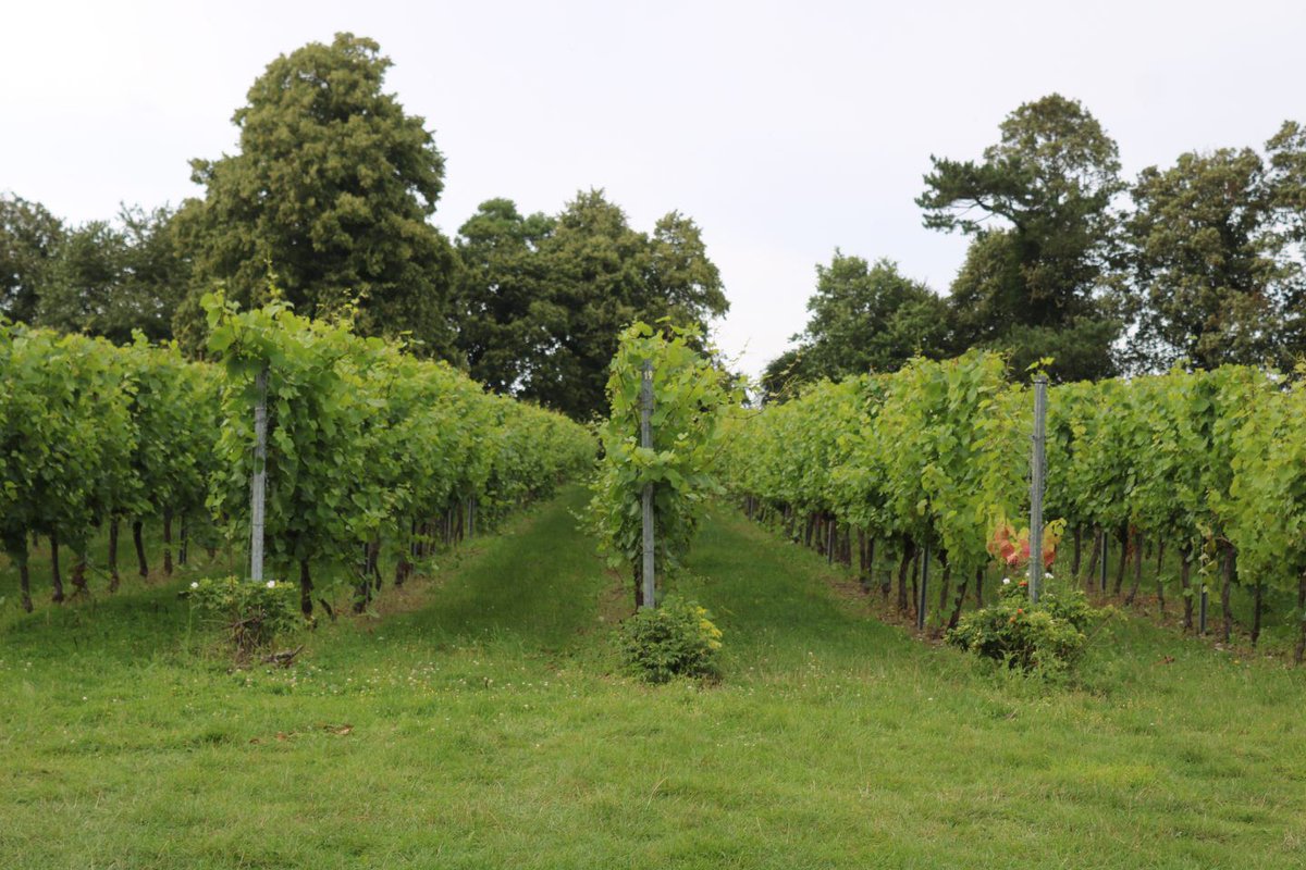 binnyshahpatel's tweet photo. A Tasting and Tour at The Mount Vineyard in Kent @MountVineyard @UKBloggers1 @ElsKitchenLadyw 
 https://t.co/0nW0GJ8scf https://t.co/QXIe7j50fg