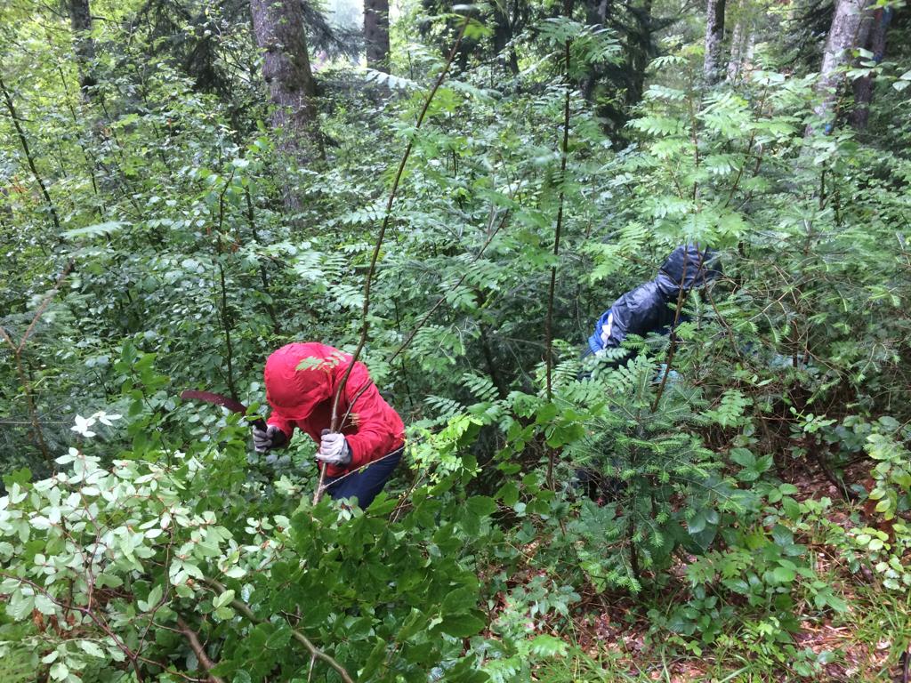 bergwaldprojekt's tweet photo. Im regenreichen #Balderschwang: Pflege unter Schirm. Natürlich kein Regenschirm, sondern der nicht gegen Regen schützende Schirm des Altbestandes....Zugunsten herrlich unverbissener #Eiben. #Artenvielfalt fängt bei den Kleinen an. https://t.co/sD6SfvEmXB