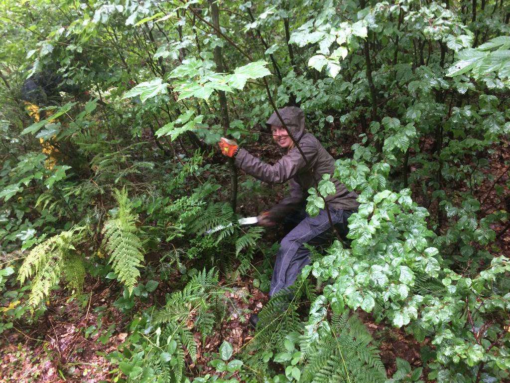 bergwaldprojekt's tweet photo. Im regenreichen #Balderschwang: Pflege unter Schirm. Natürlich kein Regenschirm, sondern der nicht gegen Regen schützende Schirm des Altbestandes....Zugunsten herrlich unverbissener #Eiben. #Artenvielfalt fängt bei den Kleinen an. https://t.co/sD6SfvEmXB