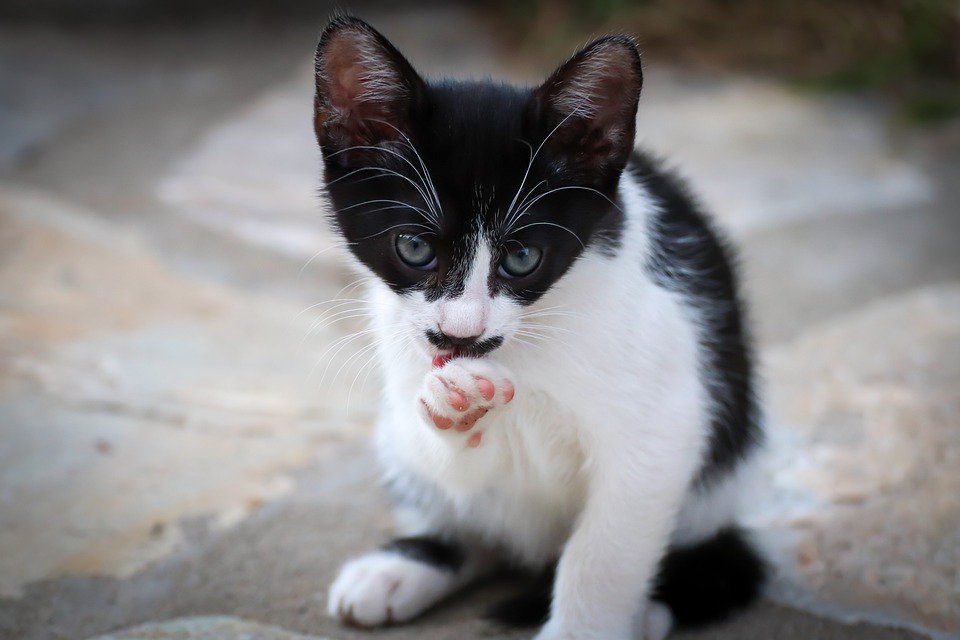 HOTWORLD68's tweet photo. 💞 💞 Baby Cat 💞 💞

😽Adorable Cat 😽😽Cute Cat😽

➡️➡️ See More - Update :https://t.co/jKdaN8EZYJ

#cats https://t.co/LOiHCBZPh1