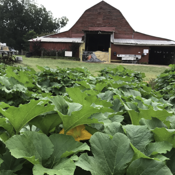Patterson_Farm's tweet photo. Orange you pumped for Fall?! Pumpkins are popping up all over the place! We can’t wait for pumpkin spice, crisp fall air, flannel, and boots! You will have a fab-BOO-lous time with us this fall! #CornMaize #FunOnTheFarm #NCAgritourism #FallFun #itsROCOthing #VisitPattersonFarm https://t.co/lwx09SgYQq