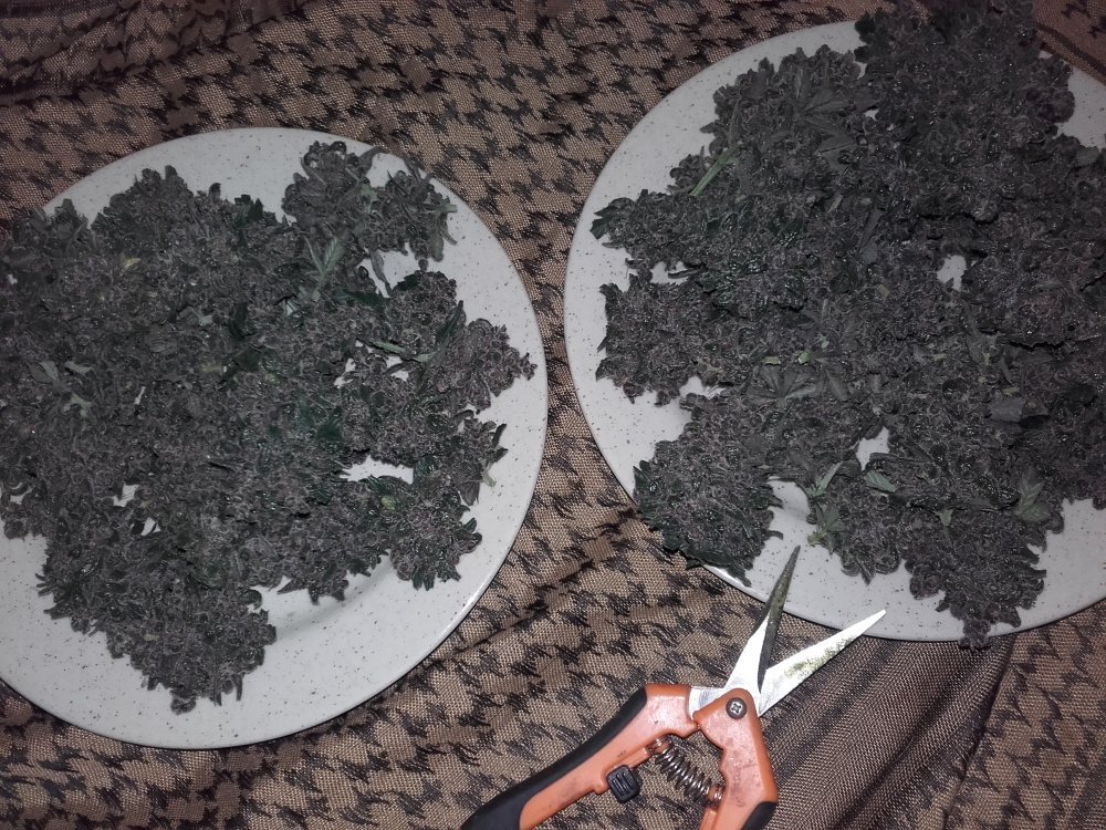 sweetseeds_es's tweet photo. ¿Una ración de Red Poison Auto®️ para...
A) Comer👨🍳
B) Vaporizar💨
C) Fumar 😏
👉 https://t.co/Bm5xTyxMbx
📸 LordGreenWood
#Thecannabisexperience #sweetseeds #sweetseedsoficial #RedPoisonAuto #theredfamily https://t.co/wAA90h1SBm