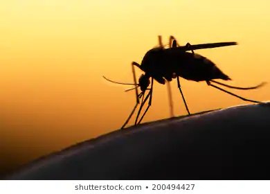 Today in 1897, Sir Ronald Ross discovered the link between #mosquitoes and malaria transmission.

We join the rest of the world to observe #MosquitoDay, to create awareness about the dangers, causes, and prevention of #malaria.

#TodayInHistory #Library