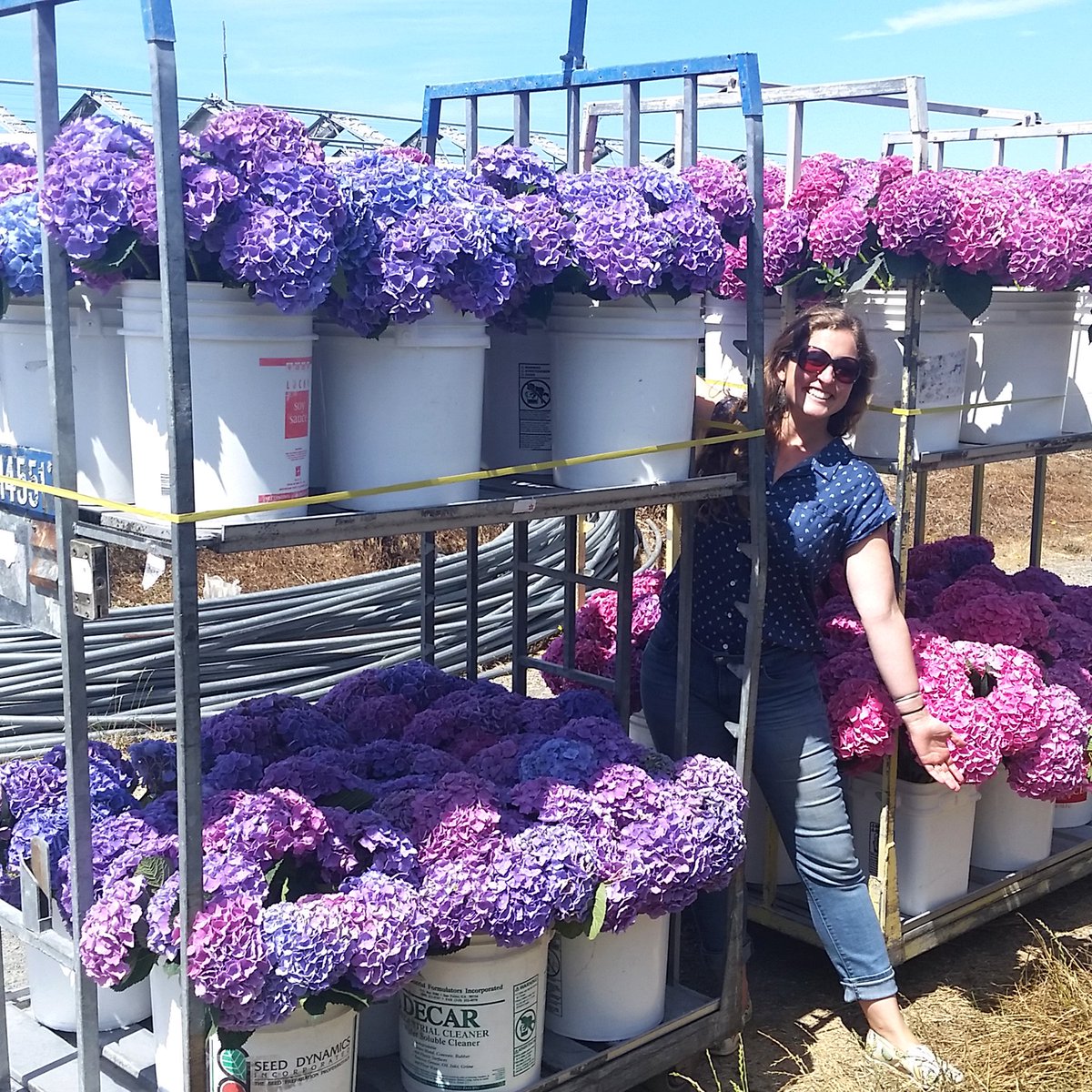 Sun Valley Hydrangea Season is here! Learn more about this year's program.  sunvalleyfloralfarms.blogspot.com/2019/08/hydran…
#Hydrangea #AmericanGrown #SunValleyFloralFarms