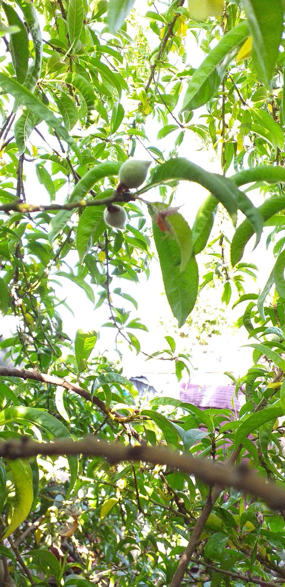 KubiNkali's tweet photo. @TundeWalls @OG_Banjiiii @SMiTHiE________ @thepamilerin @Alex_Houseof308 @Headking_ @Remi_AFR @volqx @farouq_yahaya @zeemlove_ @2much_opoTBdope Early peaches this year.... too early maar it's #BeYouToFool though 😏 https://t.co/9niovOtxBR