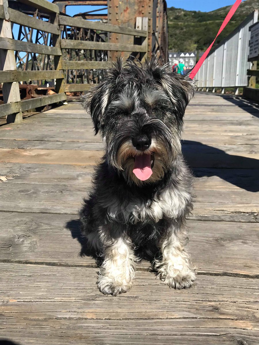 MabelSchnauzer's tweet photo. @SchnauzerRalph Back at ya 🐶 https://t.co/S0tUoTa3oh