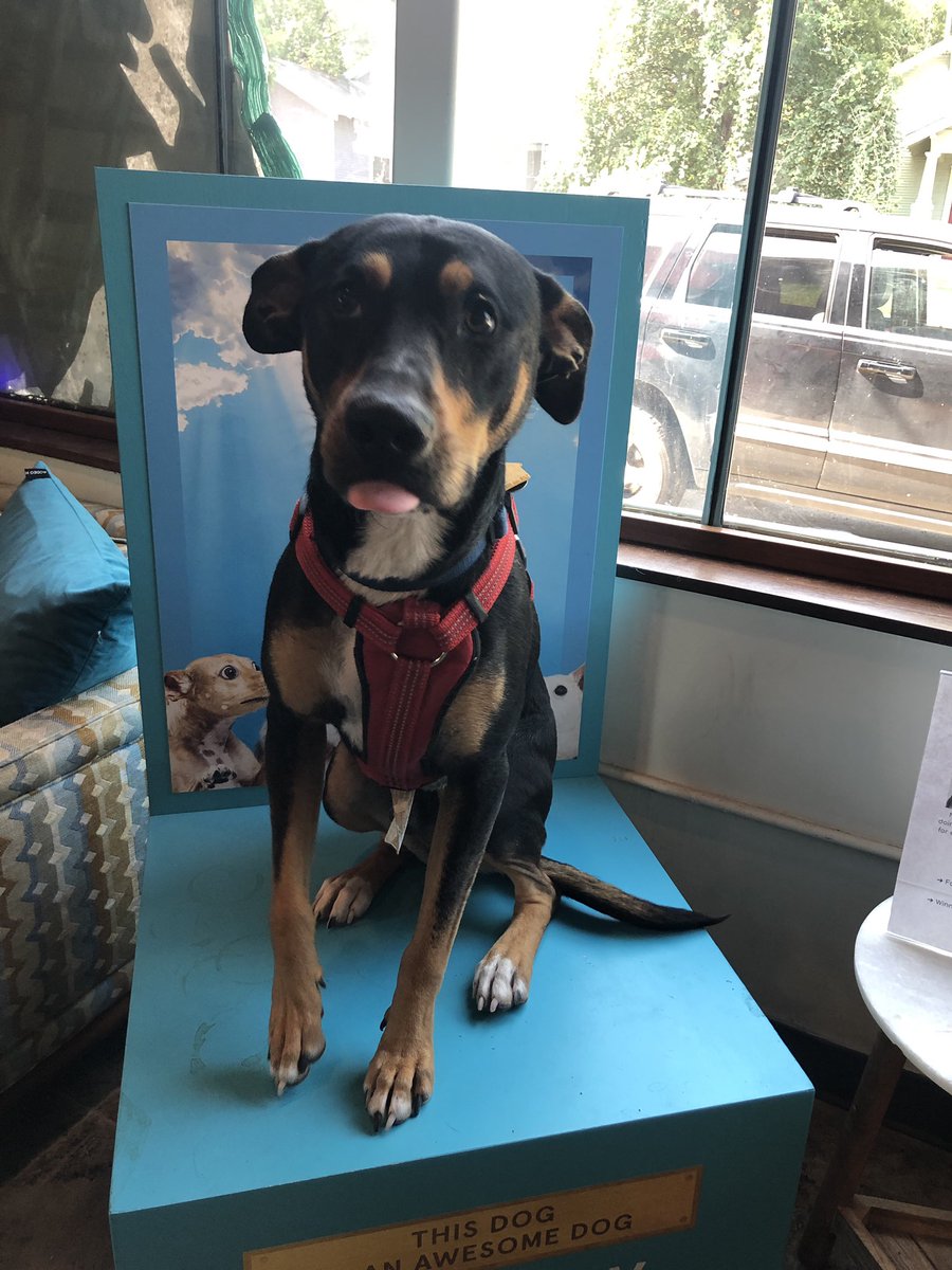 QuickDrawPhotos's tweet photo. @barkbox please meet Banjo. He is the “Dog of the World” some dogs are the ...est dog IN the world, but Banjo is the one and only dog OF the world. #praisedog https://t.co/M9zsJFvzpK