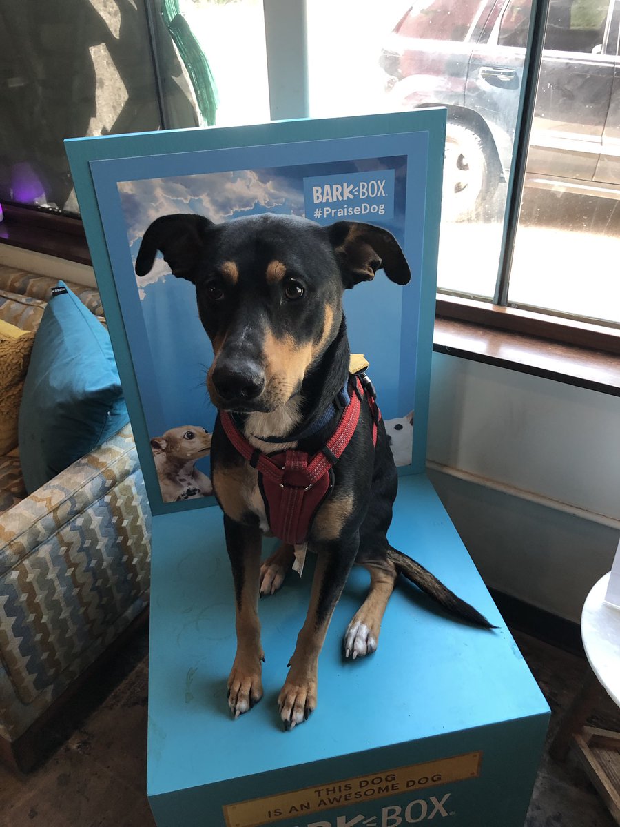 QuickDrawPhotos's tweet photo. @barkbox please meet Banjo. He is the “Dog of the World” some dogs are the ...est dog IN the world, but Banjo is the one and only dog OF the world. #praisedog https://t.co/M9zsJFvzpK