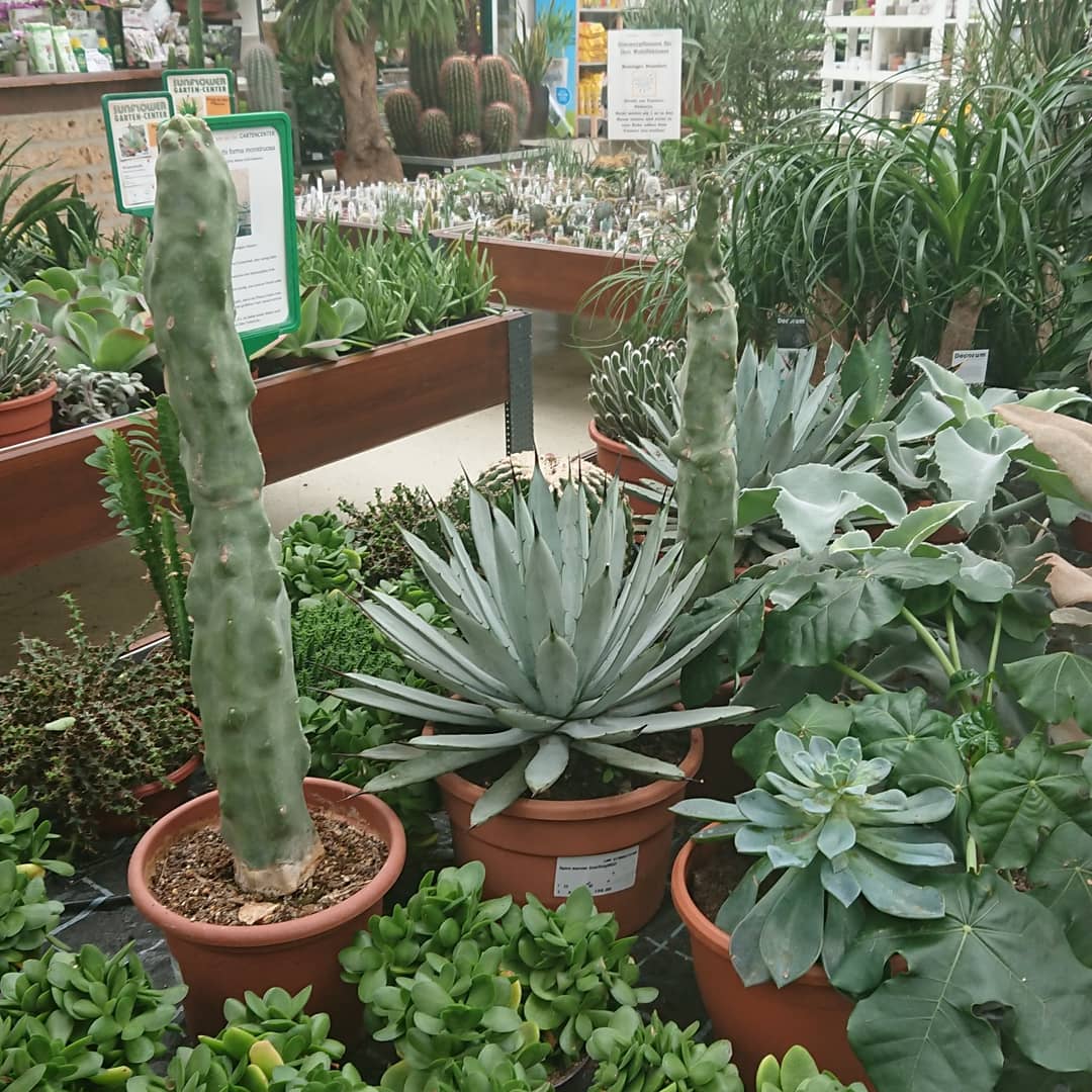 Kakteen_Haage's tweet photo. Mehr Kakteen: echte - und weniger echte. Und viele Dinge für Gärtner zum lernen.
Sunflower Gartencenter vor den Toren Frankfurts mit umfangreichen Sortiment - hier kommt's von Uhlig-Kakteen.
#kaktusgaertner
#gärtnersein
#gaertner
#berufgaertner
#haageontour
#haagelife https://t.co/IKssJZmevB