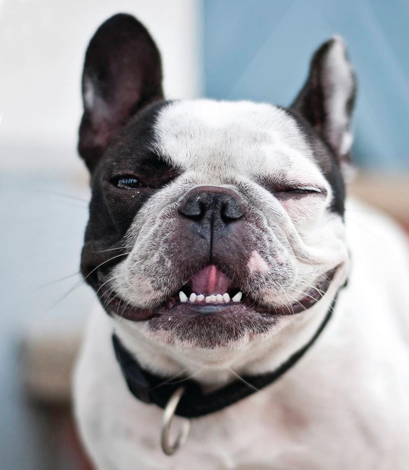 Good #oralhealth is an important part of good general health for not only you, but your pet!
