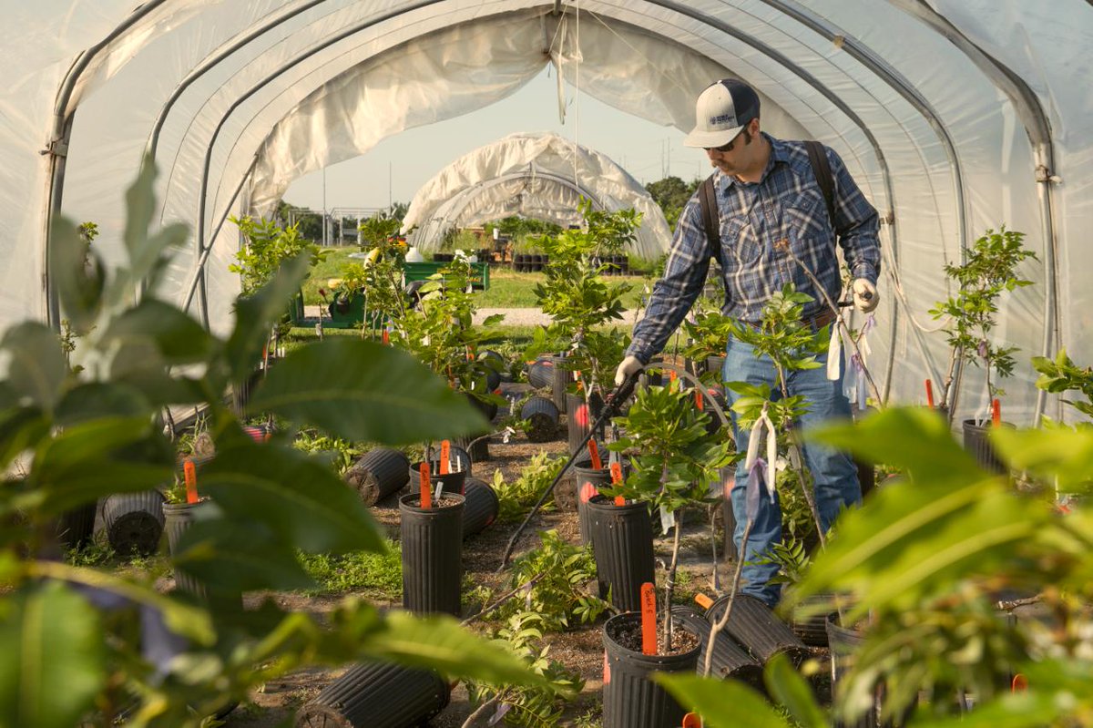 nobleresinst's tweet photo. Kenneth Watkins, Lloyd Noble Scholar in Agriculture blogs about his two projects this summer along with the events he had the opportunity to attend during his #OneNobleSummer. #NobleResearchInstitute

To read more: https://t.co/7Gws0iJX1c https://t.co/NKC1RfU8zz
