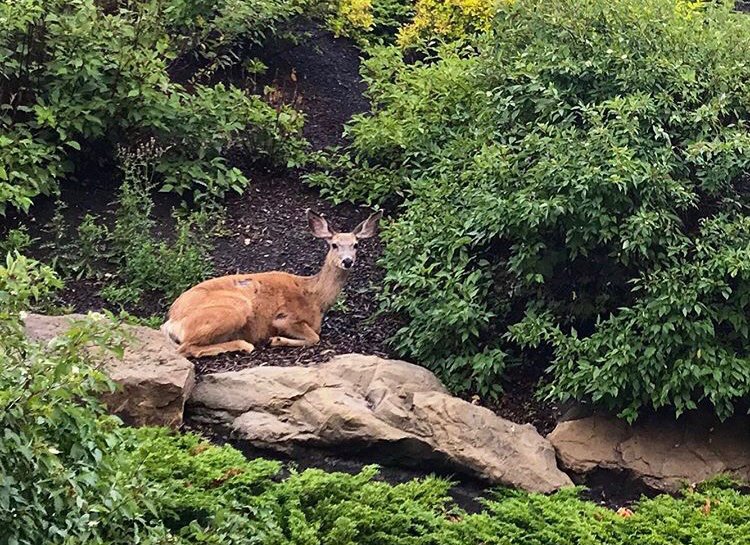 sait's tweet photo. Quite fawn'd of our new friend. 🦌 #SAIT 

📷 : marcthususka on Instagram https://t.co/GfV30gmFV7