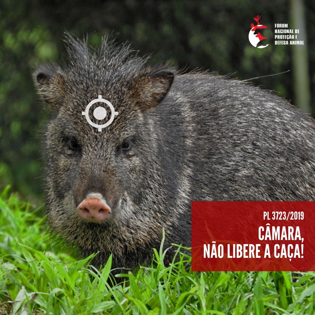 forumanimal's tweet photo. A caça de animais silvestres pode ser liberada! O tema foi inserido pelo relator no PL 3723/2019, que define a nova política de armas no país. Comente no perfil do presidente da Câmara dos Deputados @RodrigoMaia a #todoscontraacaça e pressione! #ForumAnimal #CaçaNÃO https://t.co/r3JakhPhAp