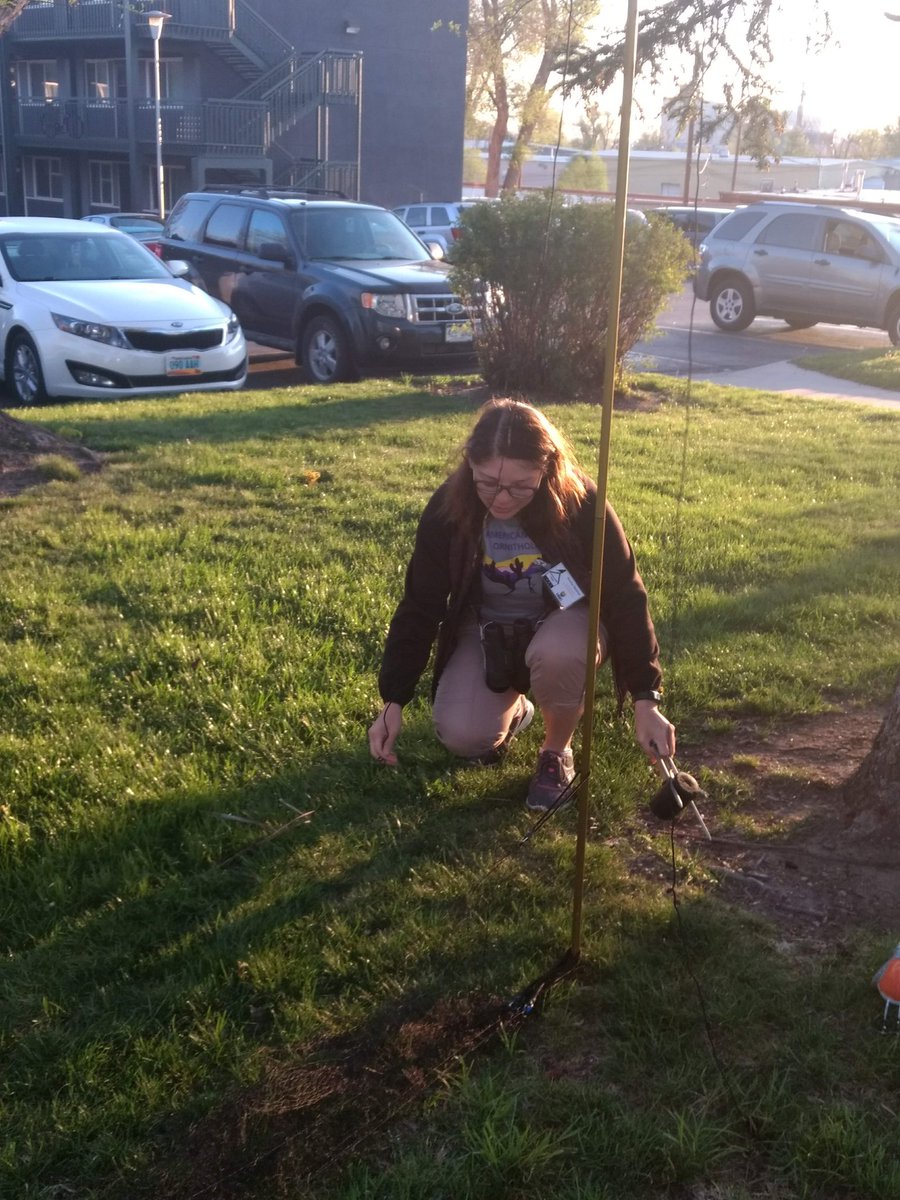 WIGSunco's tweet photo. Our former president @UrbanBirdNerd had a really busy field season working on robins! Here she is setting up a mist net https://t.co/DXj3dqPqwH