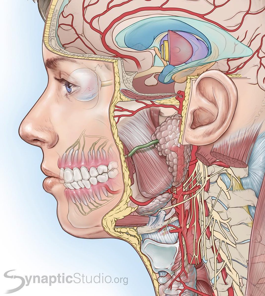 MEnaturals's tweet photo. The connection between #Teeth / Face and your organs. #Teethpaste #DopeArt #Awareness
・・・
#Repost @skuzzz (@get_repost)
・・・
Making some progress on this illustration 🧠 (details ➡️) #wip #medical #illustration #neuro #drawing #med #artwork #neuroscience #adobeillustrator https://t.co/Uf8Of0AdKI