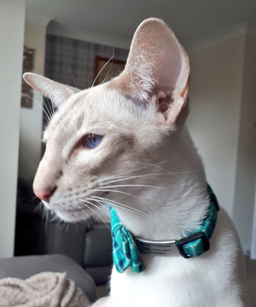 jolenehunter's tweet photo. #JESSIEPINKS💜🐯 UPDATE!! 
Leg is now Purrfect ! #Salmon to celebrate!! 🍾🎉
#FreePinker is happening right now!! #FreeSpirit #TeamDiablo #CatsOfTwitter @Diablo_Siamese https://t.co/TOLOUpjqQl