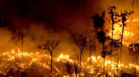 GurratanSingh's tweet photo. The Amazon Rainforest:

• Creates 20% of the air we breath

• Has 40% of the world’s tropical forests

• Holds 20% of the world's fresh water supply

&amp; it’s been burning for the past 3 weeks

It's not enough to only #PrayforAmazonia 

We must act now &amp; fight #ClimateChange https://t.co/LVxL4nP0yN
