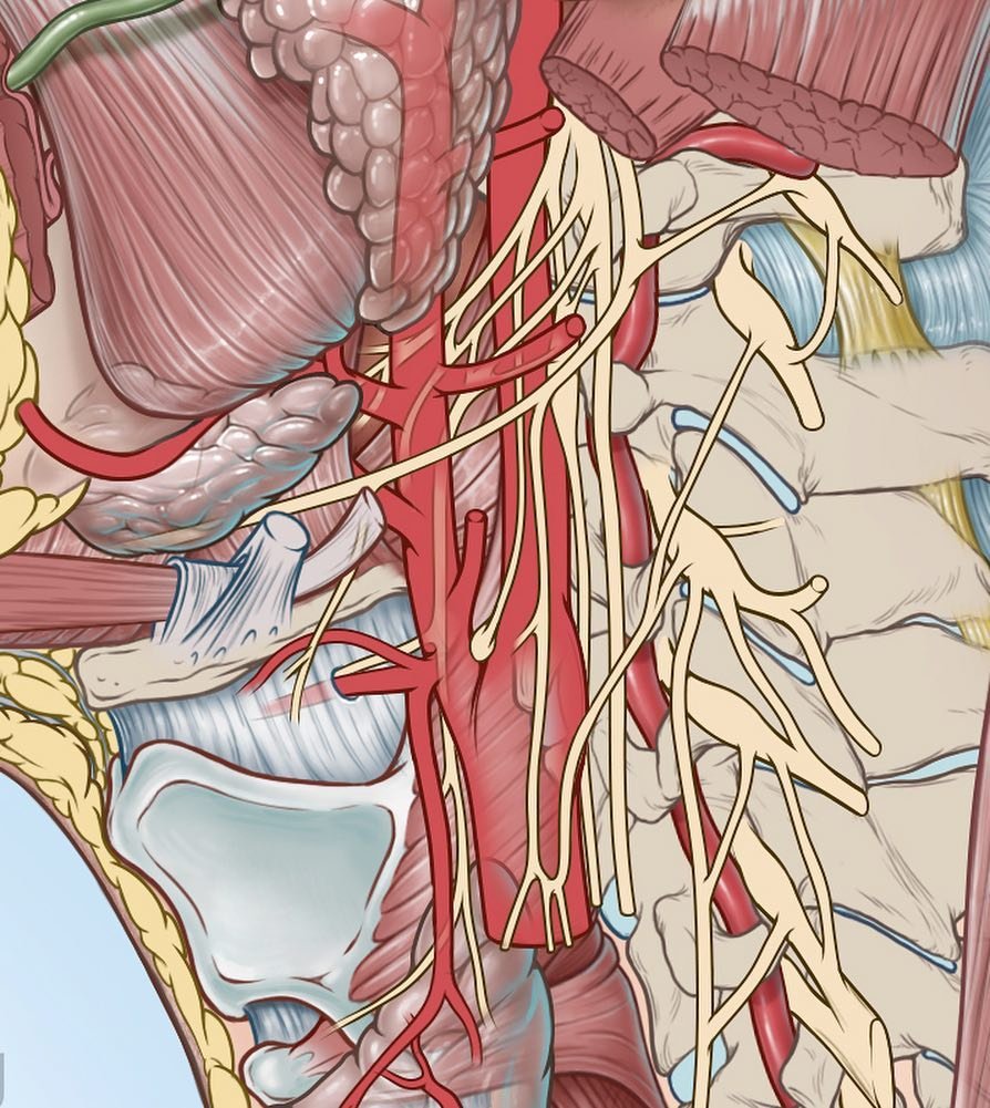 MEnaturals's tweet photo. The connection between #Teeth / Face and your organs. #Teethpaste #DopeArt #Awareness
・・・
#Repost @skuzzz (@get_repost)
・・・
Making some progress on this illustration 🧠 (details ➡️) #wip #medical #illustration #neuro #drawing #med #artwork #neuroscience #adobeillustrator https://t.co/Uf8Of0AdKI
