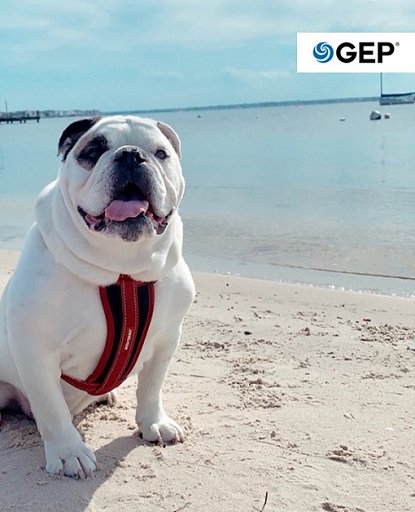 GEP_Worldwide's tweet photo. Everyone at GEP loves their pets. Meet Wellington - he lives with GEP's Limersa Shehaj and his favorite thing is going to the beach.
#WeAreGEP #Pets #PuppyLove https://t.co/C3at9dpBIR
