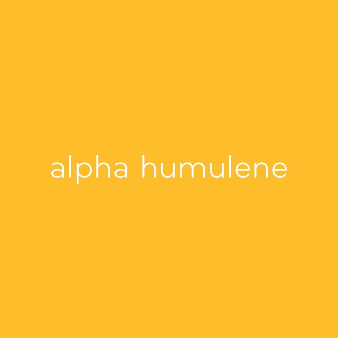 RiseMinnesota's tweet photo. Did you know? #AlphaHumulene is a #terpene that possesses a subtle woody & spicy aroma. It's responsible for giving beer its distinctive smell & flavor. It is believed to help reduce system inflammation, slow bacterial growth & relieve pain. https://t.co/5AMdcpll2Q https://t.co/UnZurZ9ZOe