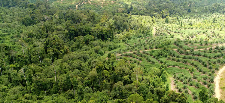 PalmforPlanet's tweet photo. Boycotting #palmoil would only shift rather than counter losses to rainforests and wildlife caused by agriculture. Put simply, boycotted palm oil would need to be replaced by other types of vegetable oil to meet global demand – and that could actually make matters worse! 🌳 https://t.co/O4pvQ4nQt2