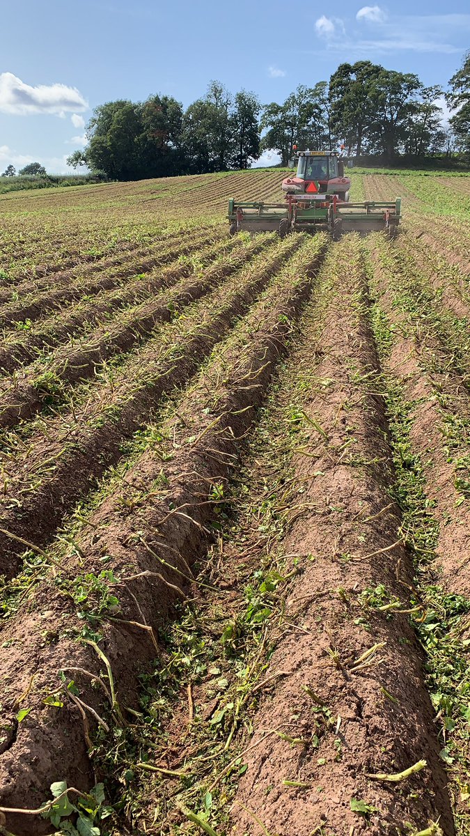 jdsthomson's tweet photo. #Baselier toppers making short work of flailing spuds for storage https://t.co/w7diinXtZJ