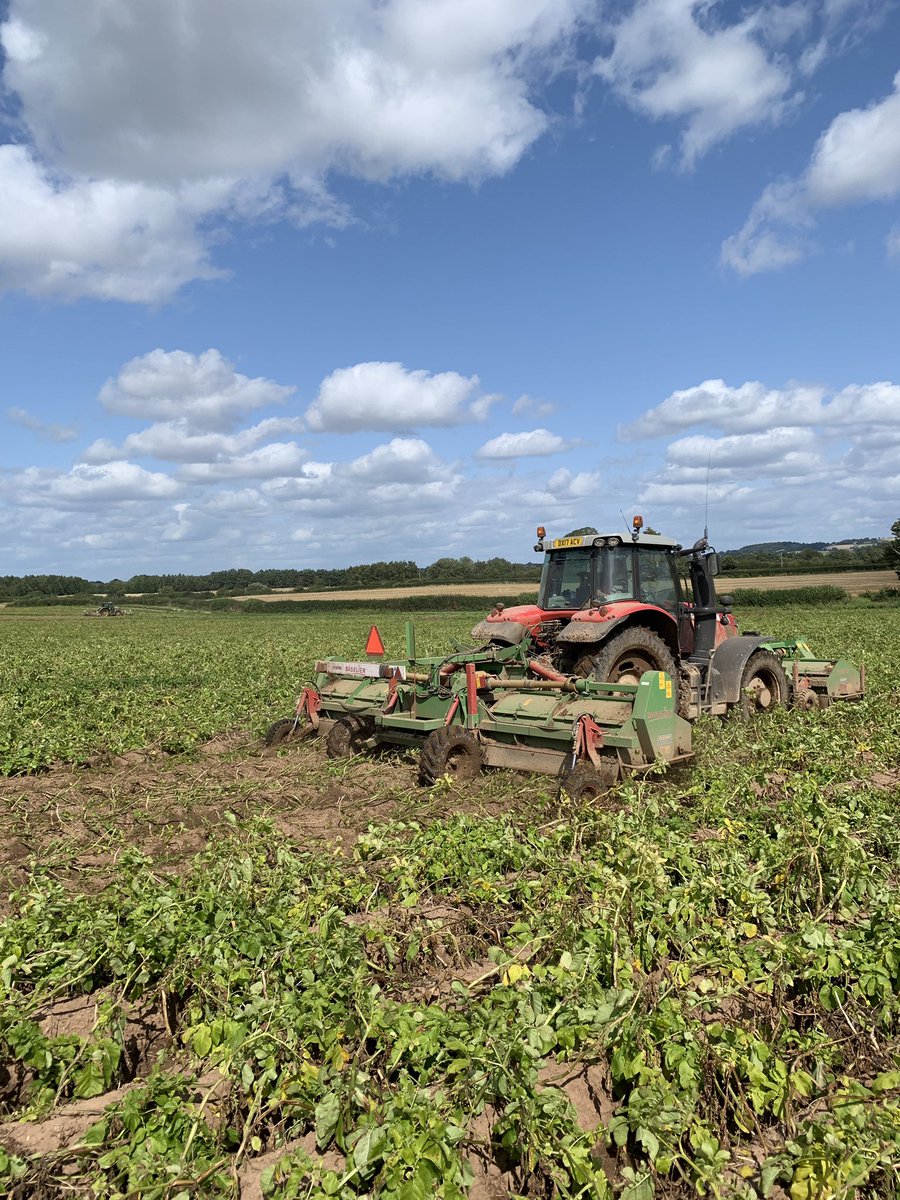 #Baselier toppers making short work of flailing spuds for storage