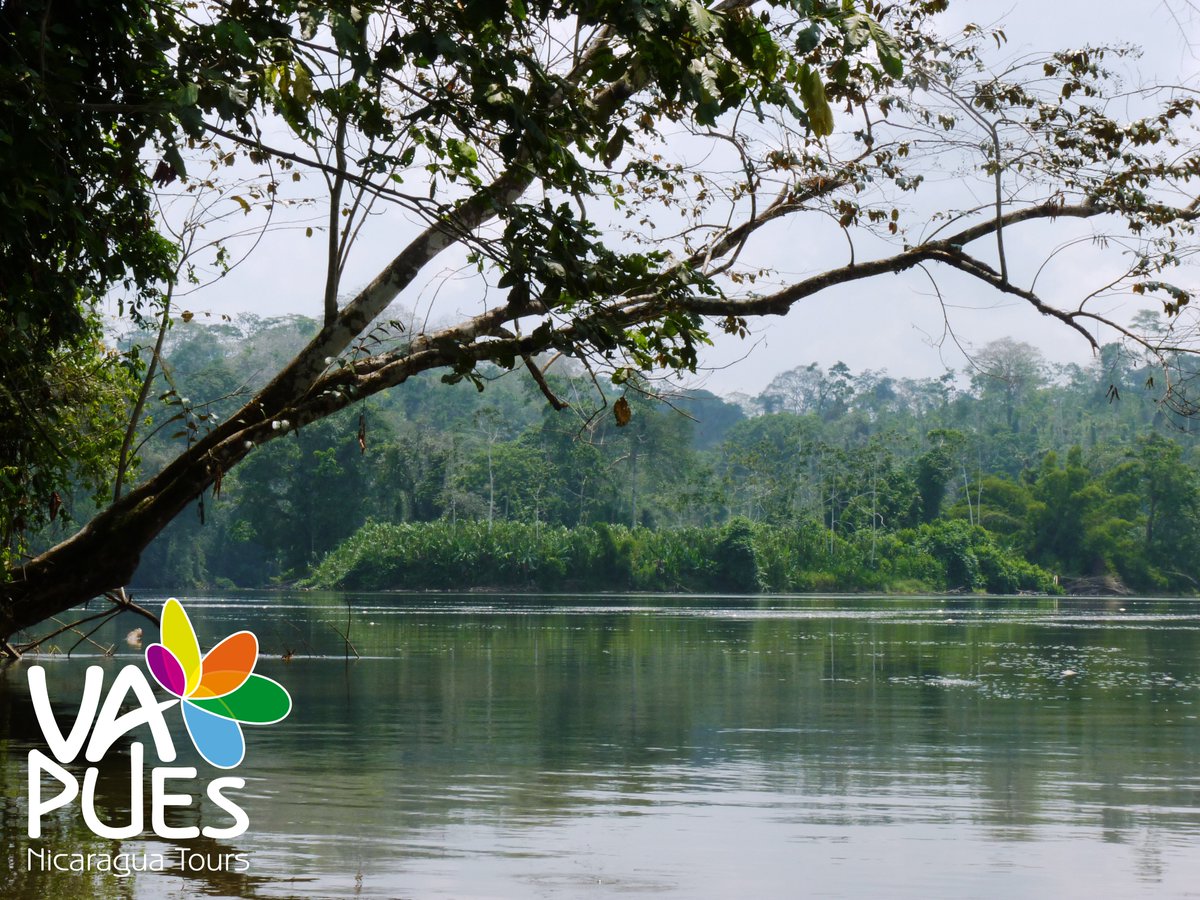 VapuesTravel's tweet photo. ´Now and then a rollicking monkey scampered into view, or a bird of splendid plumage floated through the sultry air, or the music of some invisible songster welled up out of the forest depths.
Twain, Travels with Mr. Brown, 1940: 50
#Nicaragua #RioSanJuan #MarkTwain https://t.co/lKk9elQueY
