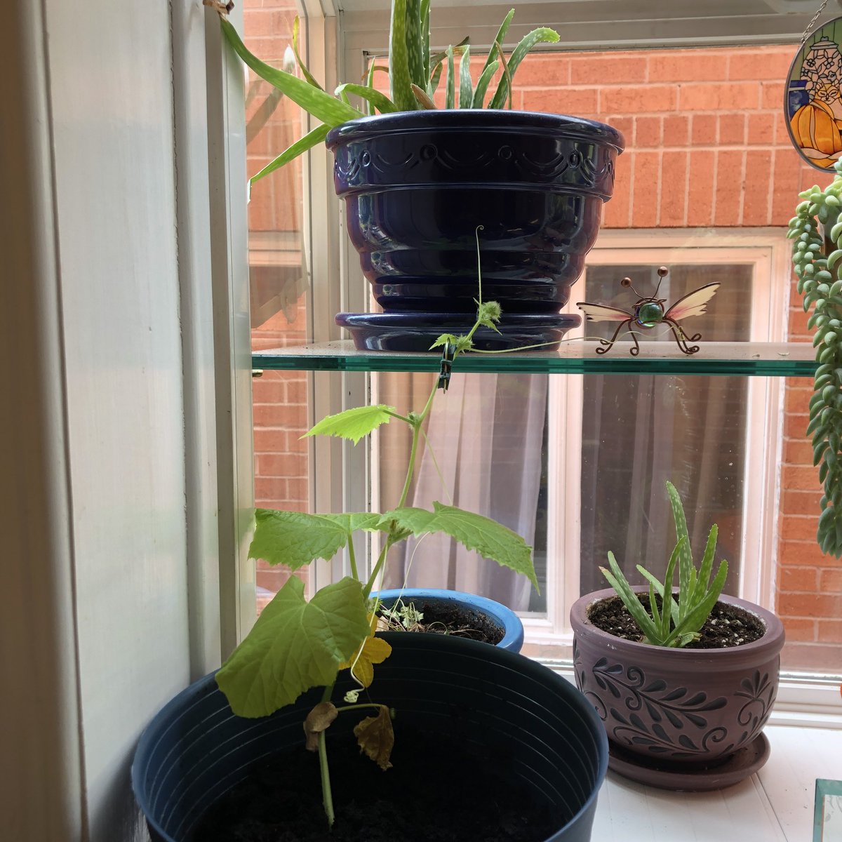 The #cucumber that wanted to live (Part 2):
🥒 ❤️
Yesterday I put him into a bigger pot with all six pucks intact and overnight he reached over and grabbed my dragonfly, wrapping several times around two of its limbs. 
😲