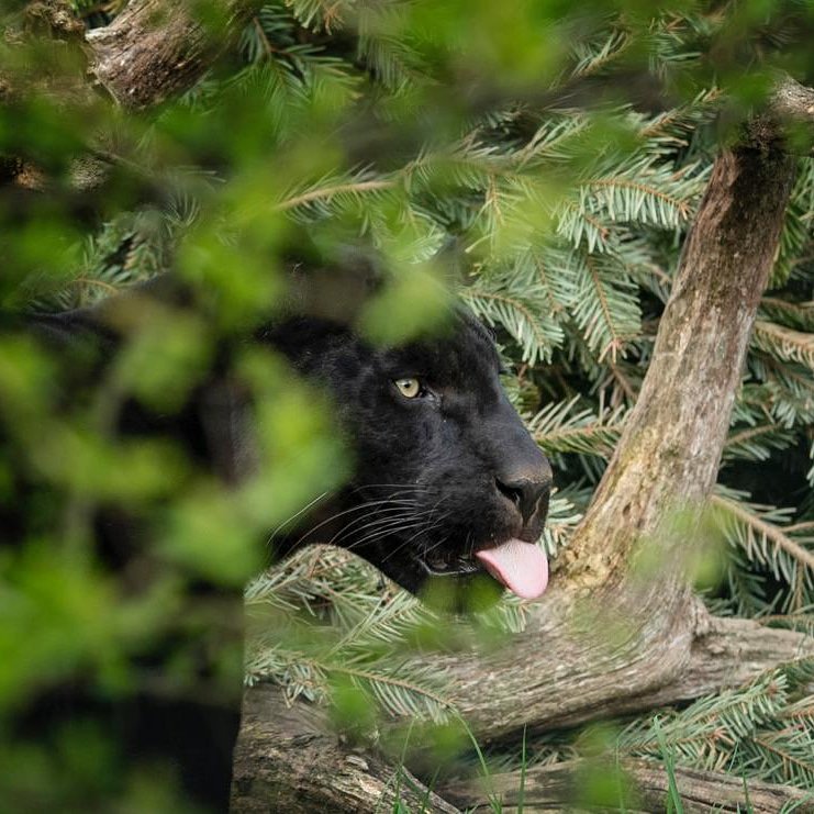 MayaThejaguar's tweet photo. Can you guess what day it is? ๐
#tongueouttuesday #tot #mayathejaguar #thebigcatsanctuary #bigcatsaboutthehouse #hidinginthebushes #hideandseek #jaguar #jaguarsofinstagram https://t.co/a0ig4AYDKp
