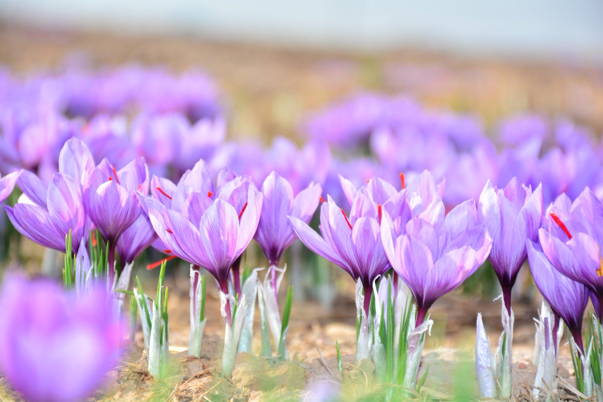 Inthewelshwind's tweet photo. Learn more about our use of organic saffron from the Atlas mountains of Morocco.
https://t.co/uy06O4Fv87

#saffron #organic #smallbatch #distillersnotes #inthewelshwind https://t.co/WSPfezNePr