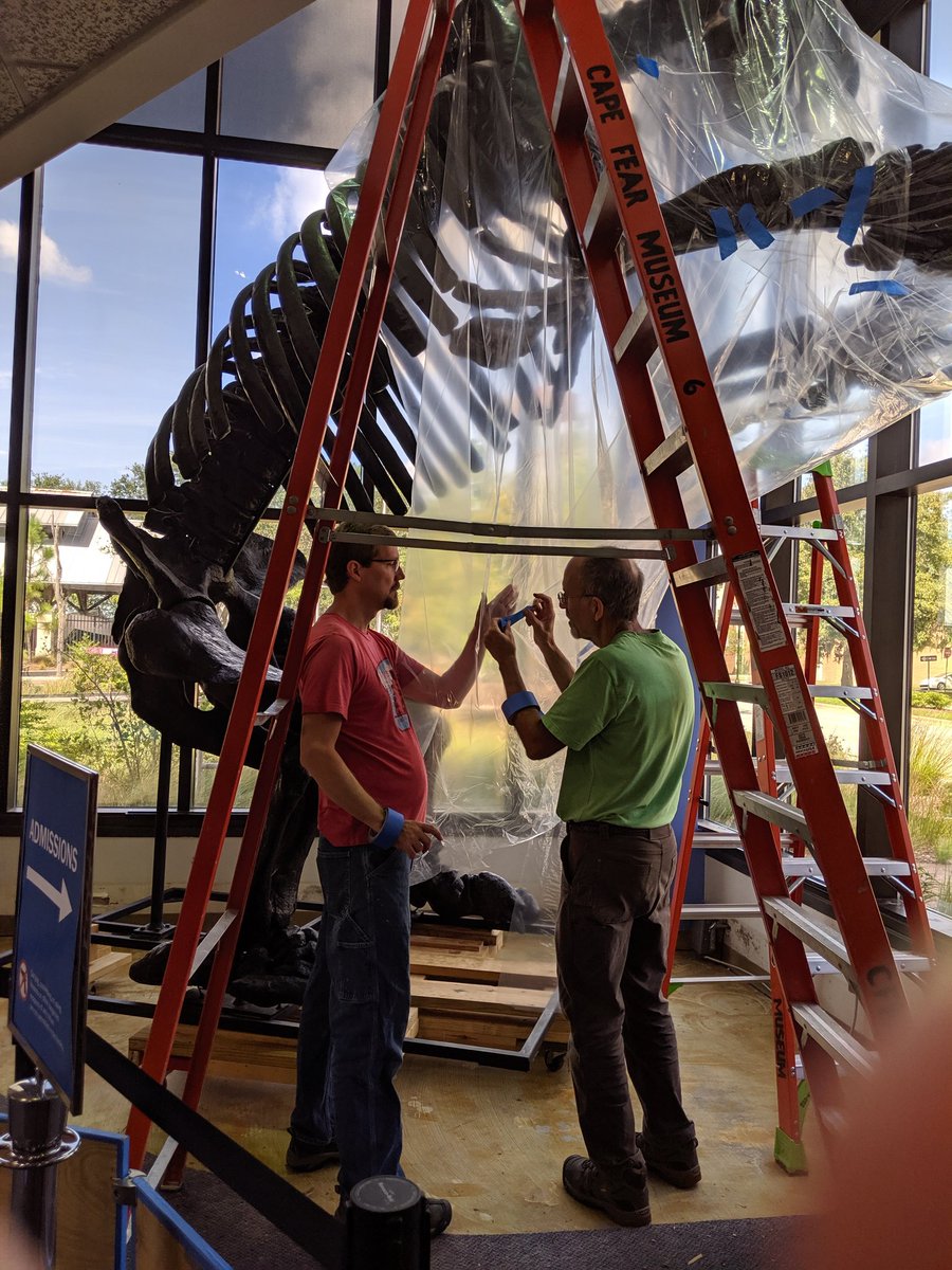 capefearmuseum's tweet photo. Our Giant Ground Sloth is getting wrapped! Don't forget the Museum will be temporarily closed beginning Saturday, 8/24 through Monday, 9/9 while we complete building repairs. #nhcgov #giantgroundsloth #overflo https://t.co/1EOhzj7XKj