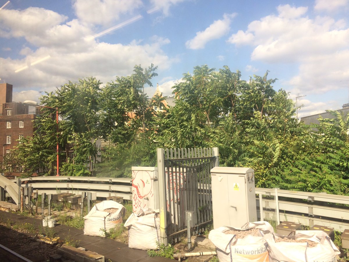 A decade or so ago, this section of railway near Waterloo was dominated by buddleja, no longer. Now, tree-of-heaven, Ailanthus altissima rules the roost. @fungi_flowers