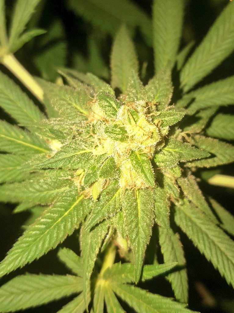 Banana Og 🍌😎🤙 43 days into flower. Super stinky 👃👌
#StonerLife #CannabisCommunity 
#Homegrown