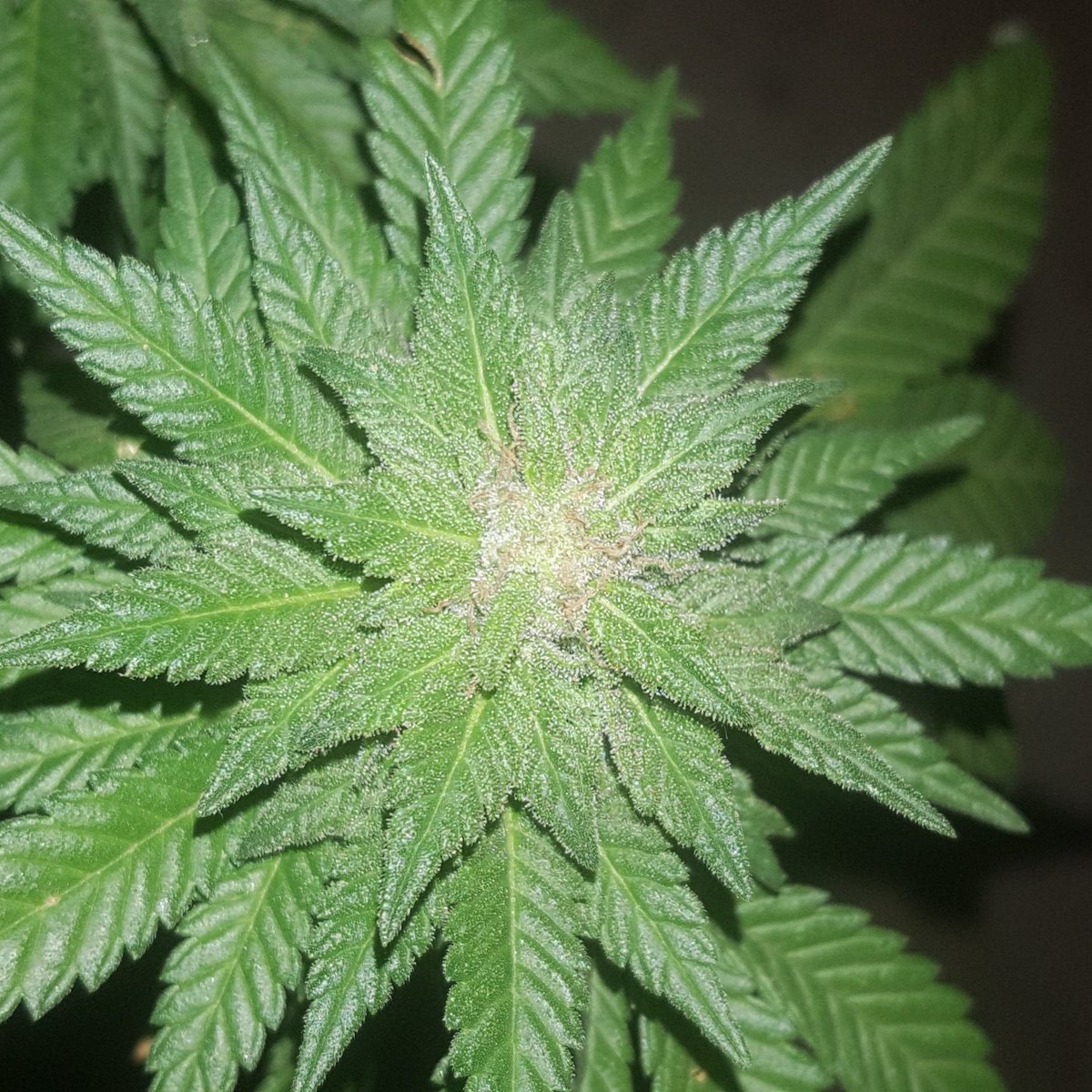 Bruce Banner 🐉🐉
 #StonerLife 
#Homegrown